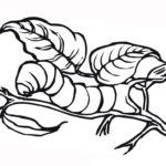 Raskrasil.com-Coloring-Pages-Caterpillar-79