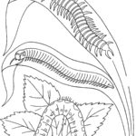 Raskrasil.com-Coloring-Pages-Caterpillar-90