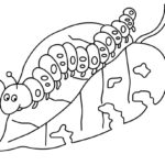 Raskrasil.com-Coloring-Pages-Caterpillar-96