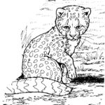 Raskrasil.com-Coloring-Pages-Cheetah-1