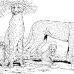 Raskrasil.com-Coloring-Pages-Cheetah-10