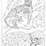 Raskrasil.com-Coloring-Pages-Cheetah-100