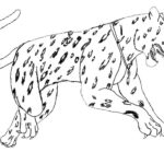 Raskrasil.com-Coloring-Pages-Cheetah-101