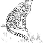Raskrasil.com-Coloring-Pages-Cheetah-104
