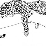Raskrasil.com-Coloring-Pages-Cheetah-111