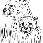 Raskrasil.com-Coloring-Pages-Cheetah-116