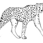 Raskrasil.com-Coloring-Pages-Cheetah-17