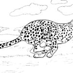 Raskrasil.com-Coloring-Pages-Cheetah-19