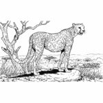 Raskrasil.com-Coloring-Pages-Cheetah-21