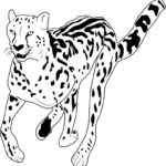 Raskrasil.com-Coloring-Pages-Cheetah-23