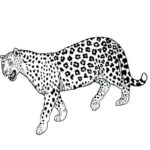 Raskrasil.com-Coloring-Pages-Cheetah-24