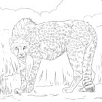 Raskrasil.com-Coloring-Pages-Cheetah-25