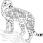 Raskrasil.com-Coloring-Pages-Cheetah-29