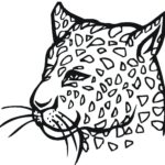 Raskrasil.com-Coloring-Pages-Cheetah-3