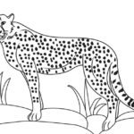 Raskrasil.com-Coloring-Pages-Cheetah-34