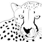 Raskrasil.com-Coloring-Pages-Cheetah-35