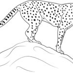 Raskrasil.com-Coloring-Pages-Cheetah-39