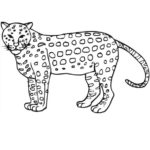 Raskrasil.com-Coloring-Pages-Cheetah-4