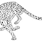 Raskrasil.com-Coloring-Pages-Cheetah-41