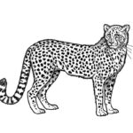 Raskrasil.com-Coloring-Pages-Cheetah-42