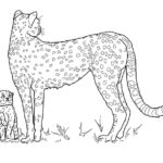 Raskrasil.com-Coloring-Pages-Cheetah-45