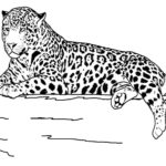 Raskrasil.com-Coloring-Pages-Cheetah-46