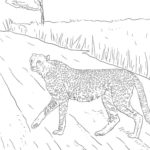 Raskrasil.com-Coloring-Pages-Cheetah-48