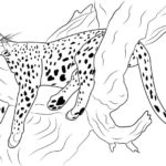 Raskrasil.com-Coloring-Pages-Cheetah-5