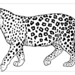 Raskrasil.com-Coloring-Pages-Cheetah-51