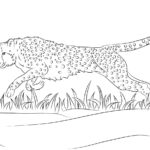 Raskrasil.com-Coloring-Pages-Cheetah-55