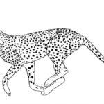 Raskrasil.com-Coloring-Pages-Cheetah-56