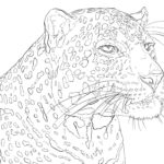 Raskrasil.com-Coloring-Pages-Cheetah-57