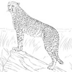 Raskrasil.com-Coloring-Pages-Cheetah-58