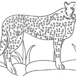 Raskrasil.com-Coloring-Pages-Cheetah-59