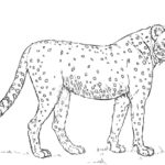 Raskrasil.com-Coloring-Pages-Cheetah-60