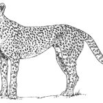 Raskrasil.com-Coloring-Pages-Cheetah-61