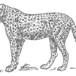 Raskrasil.com-Coloring-Pages-Cheetah-62