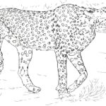 Raskrasil.com-Coloring-Pages-Cheetah-69