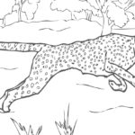 Raskrasil.com-Coloring-Pages-Cheetah-71
