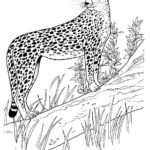 Raskrasil.com-Coloring-Pages-Cheetah-72