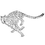 Raskrasil.com-Coloring-Pages-Cheetah-74