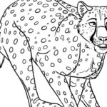 Raskrasil.com-Coloring-Pages-Cheetah-77