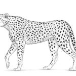 Raskrasil.com-Coloring-Pages-Cheetah-78