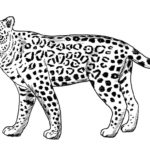 Raskrasil.com-Coloring-Pages-Cheetah-79
