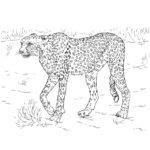 Raskrasil.com-Coloring-Pages-Cheetah-80