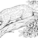 Raskrasil.com-Coloring-Pages-Cheetah-84
