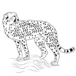 Raskrasil.com-Coloring-Pages-Cheetah-87