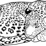 Raskrasil.com-Coloring-Pages-Cheetah-9