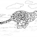 Raskrasil.com-Coloring-Pages-Cheetah-91