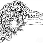 Raskrasil.com-Coloring-Pages-Cheetah-92